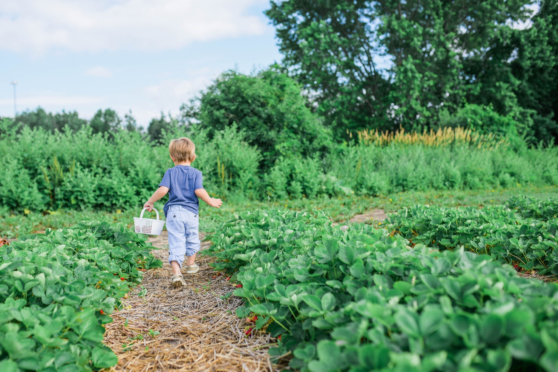 kids running through vegetable patch with basket