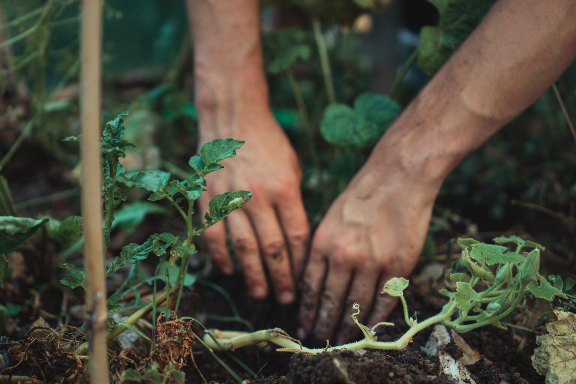 hands digging and planting in a vegetable patch